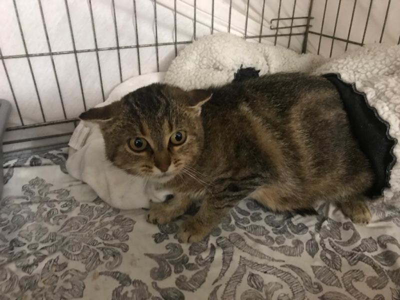 Europäische Hauskatze