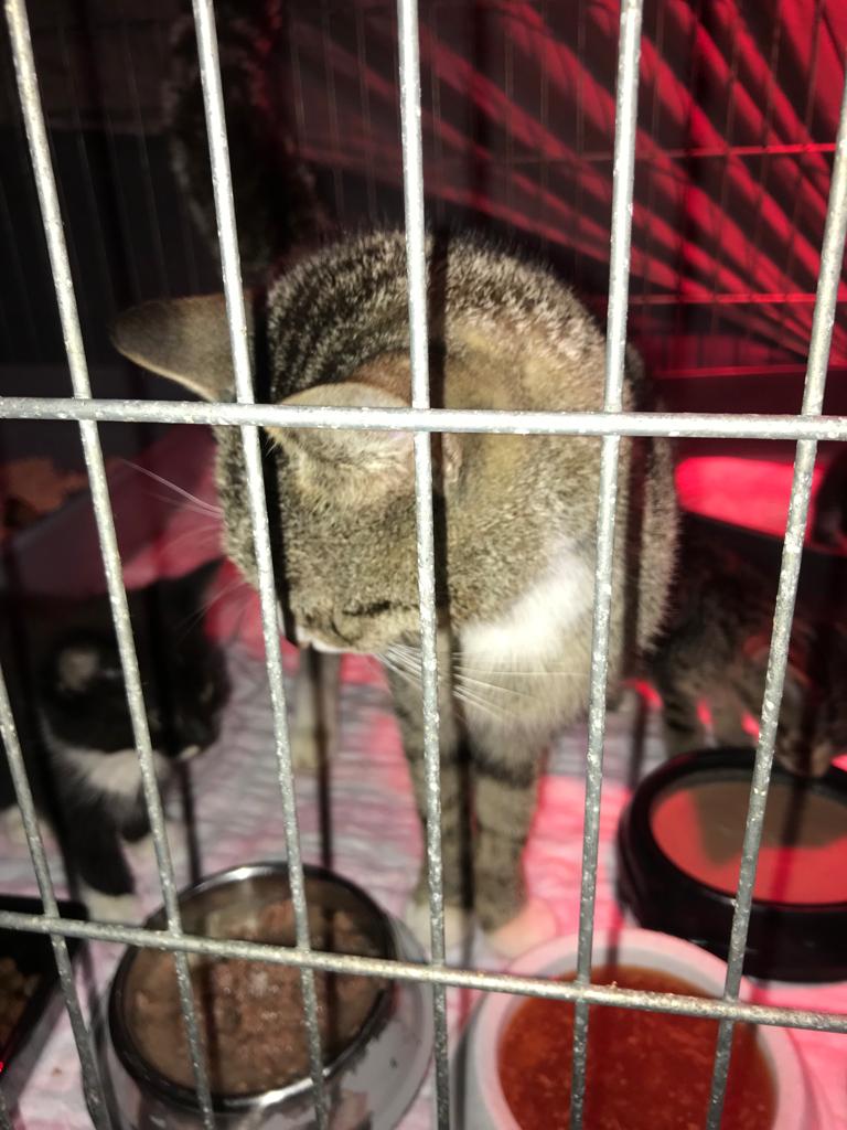 Europäische Hauskatze