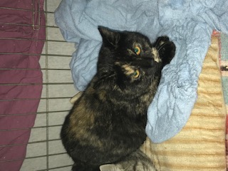 Europäische Hauskatze