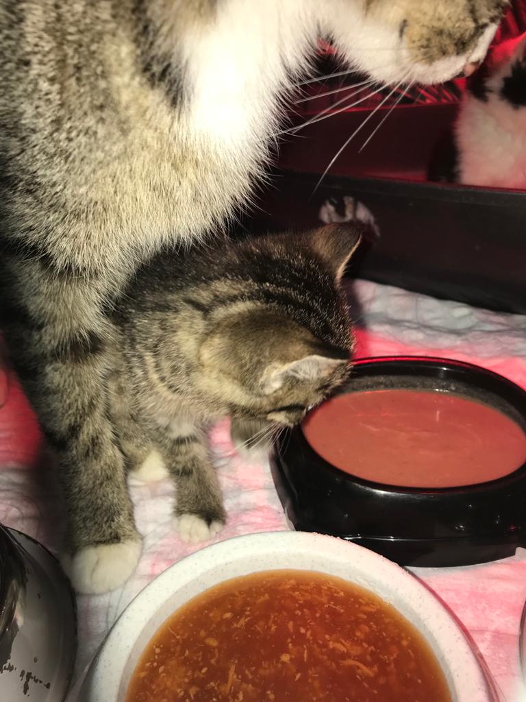 Europäische Hauskatze