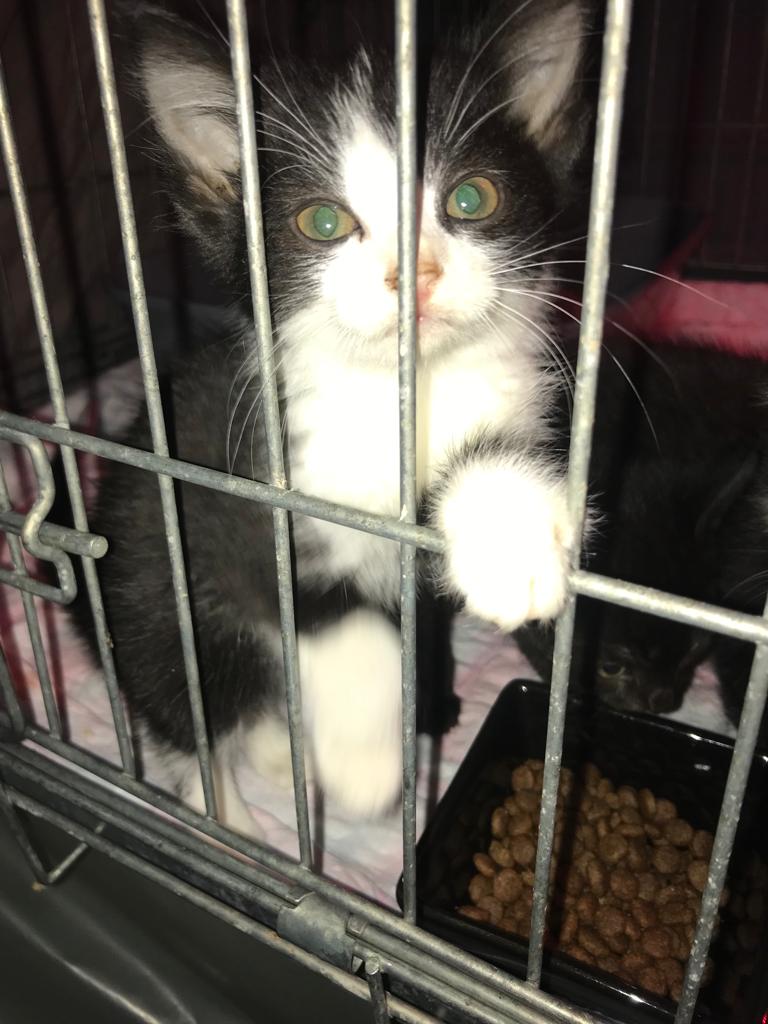 Europäische Hauskatze