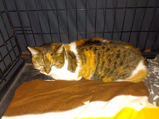 Fundtier Tier-ID 30889