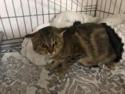 Fundtier Tier-ID 30897