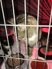 Fundtier Tier-ID 30900