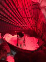 Fundtier Tier-ID 30906