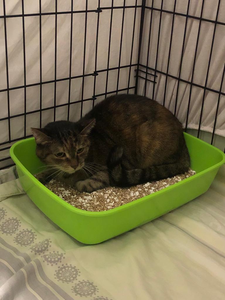 Europäische Hauskatze