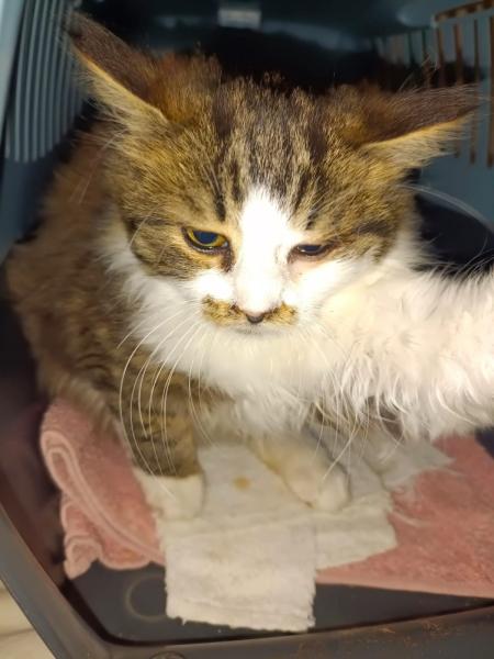 Europäische Hauskatze