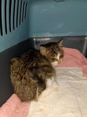 Fundtier Tier-ID 31522