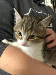 Fundtier Tier-ID 31512