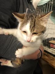 Fundtier Tier-ID 31508