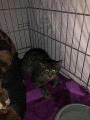 Fundtier Tier-ID 31519