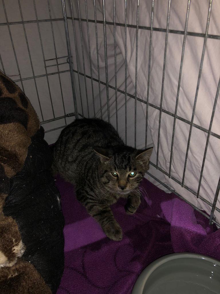 Europäische Hauskatze