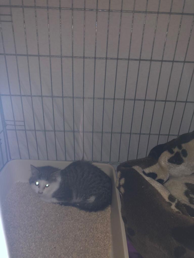 Europäische Hauskatze