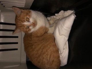 Europäische Hauskatze