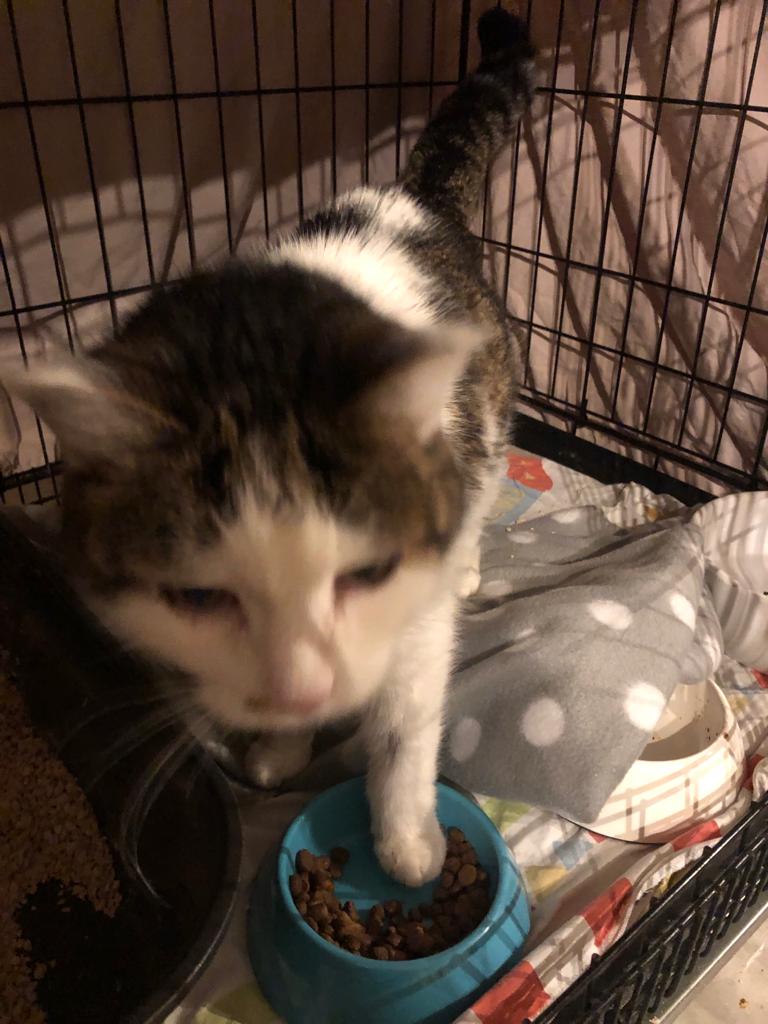 Europäische Hauskatze