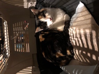 Europäische Hauskatze