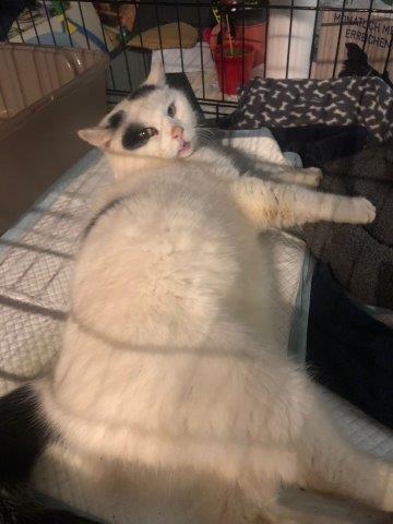 Europäische Hauskatze