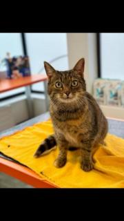 Fundtier Tier-ID 31420