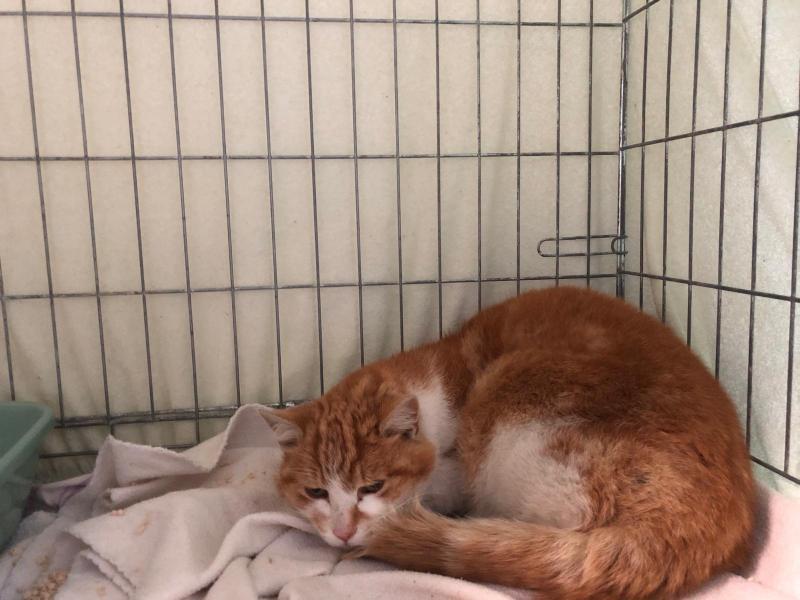 Europäische Hauskatze