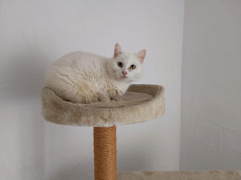 Europäische Hauskatze