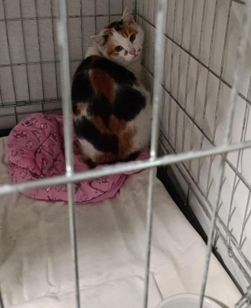 Europäische Hauskatze