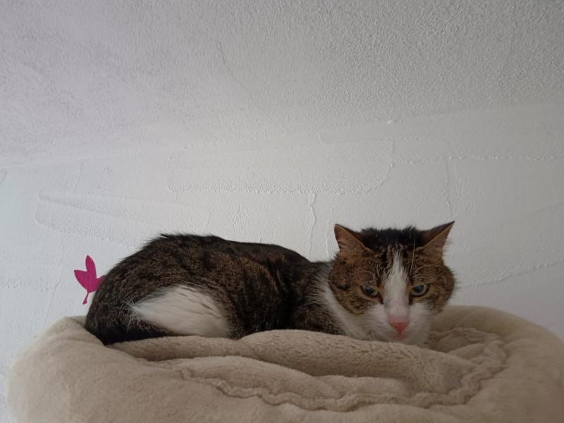 Europäische Hauskatze