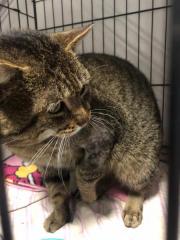 Fundtier Tier-ID 31746