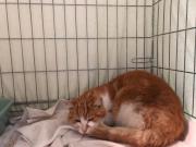 Fundtier Tier-ID 31747