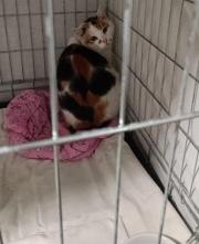 Fundtier Tier-ID 31574