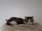 Fundtier Tier-ID 31636