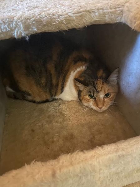 Europäische Hauskatze