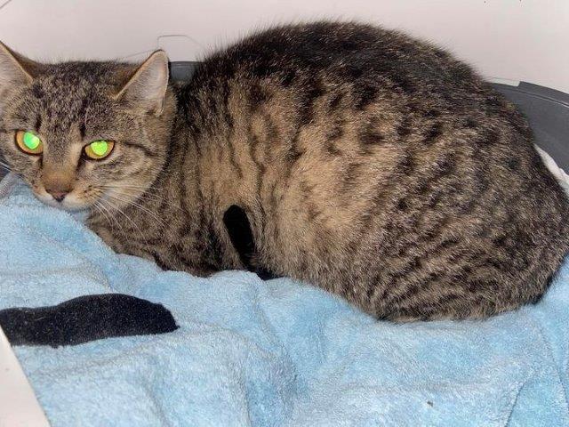 Europäische Hauskatze