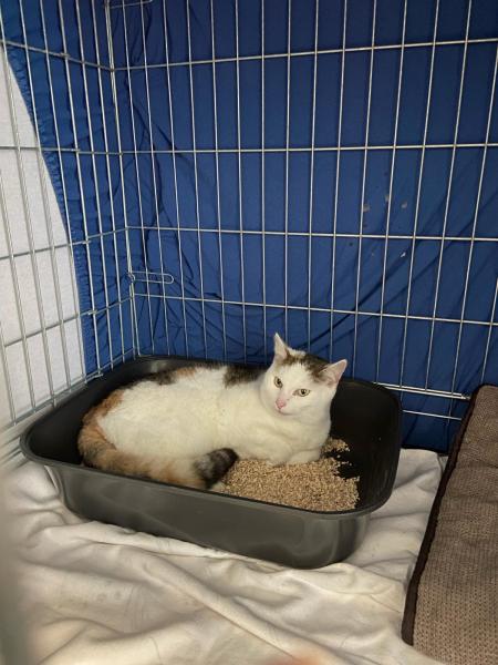 Europäische Hauskatze