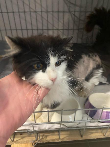 Europäische Hauskatze