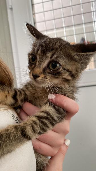 Europäische Hauskatze