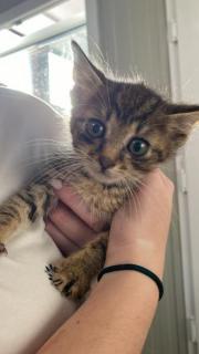 Fundtier Tier-ID 32639