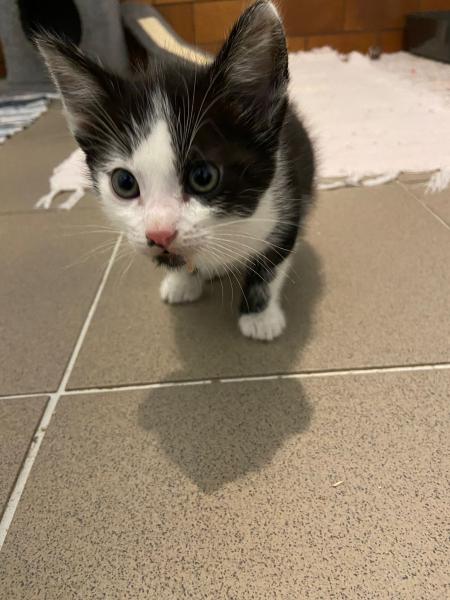 Europäische Hauskatze