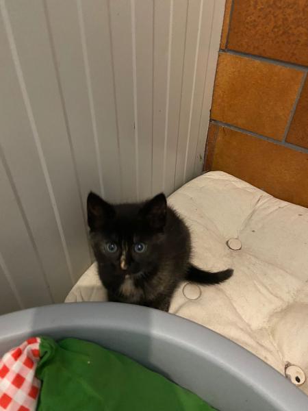 Europäische Hauskatze