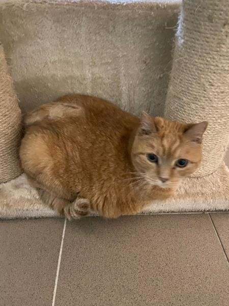 Europäische Hauskatze