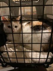 Fundtier Tier-ID 31968