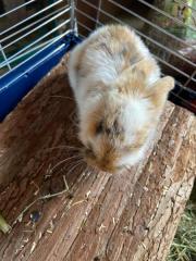 Fundtier Tier-ID 31913