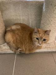 Fundtier Tier-ID 31971