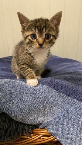 Europäische Hauskatze