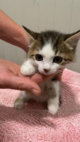 Europäische Hauskatze