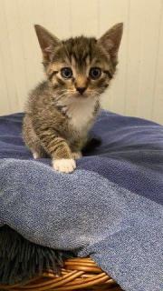 Fundtier Tier-ID 32637