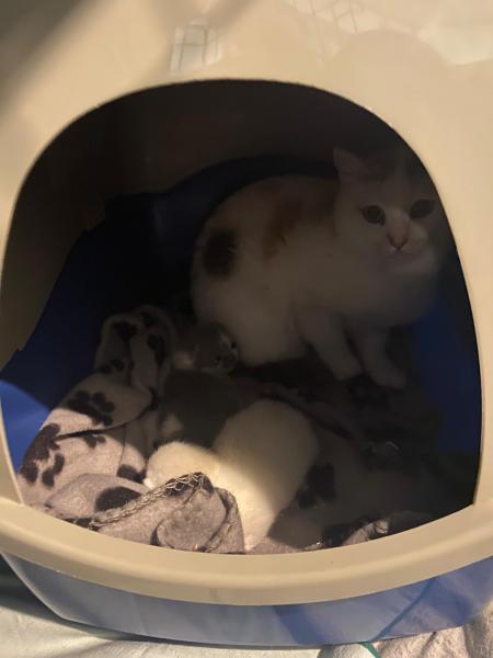 Europäische Hauskatze