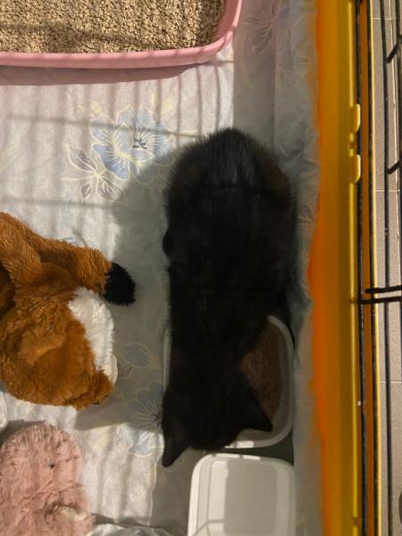 Europäische Hauskatze