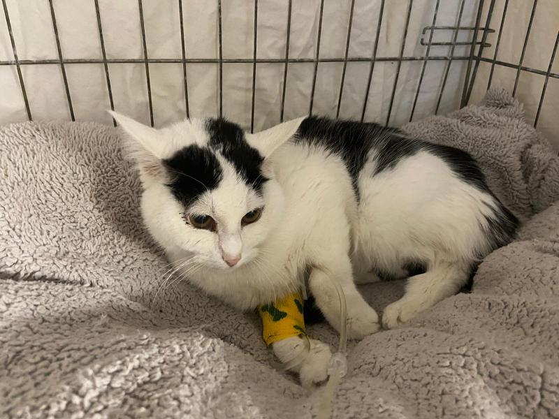 Europäische Hauskatze