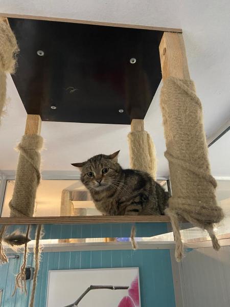 Europäische Hauskatze