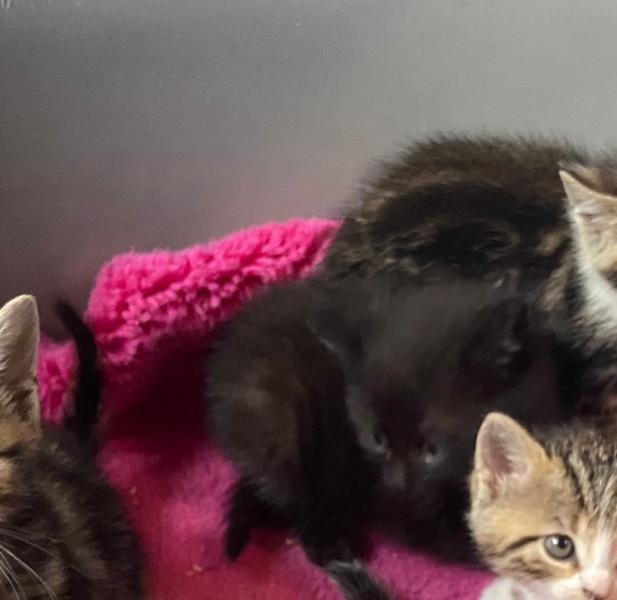 Europäische Hauskatze